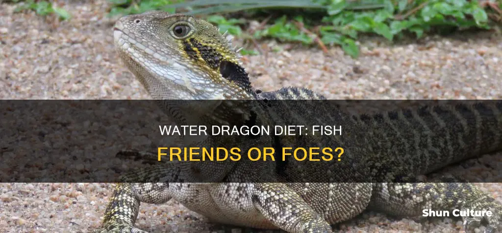do australian water dragons eat fish