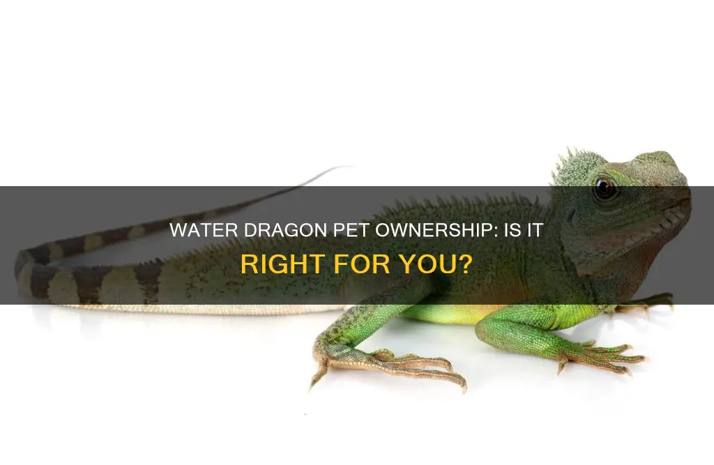 do australian water dragons make good pets