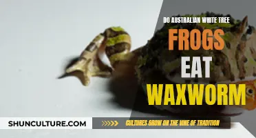 Australian White Tree Frogs: Can They Eat Waxworms?