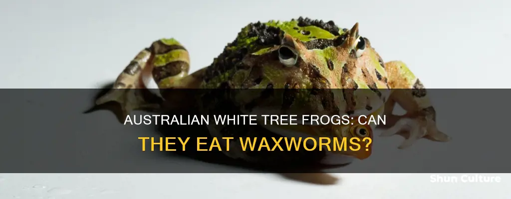 do australian white tree frogs eat waxworms
