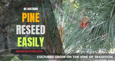 Austrian Pine: Easy Reseeding and Propagation Techniques