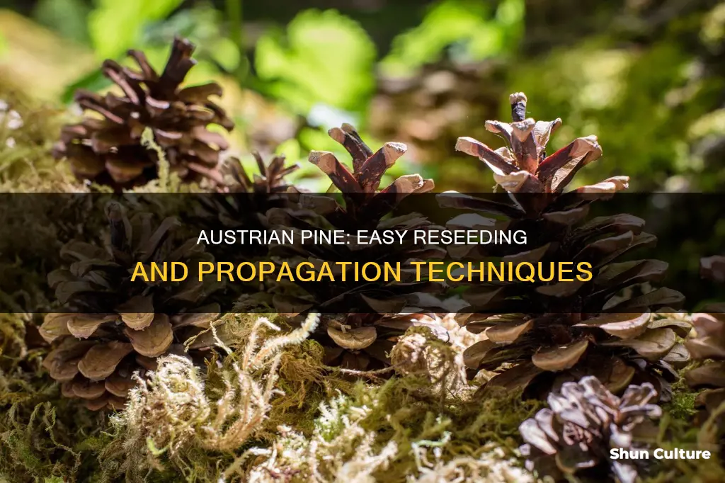 do austrian pine reseed easily