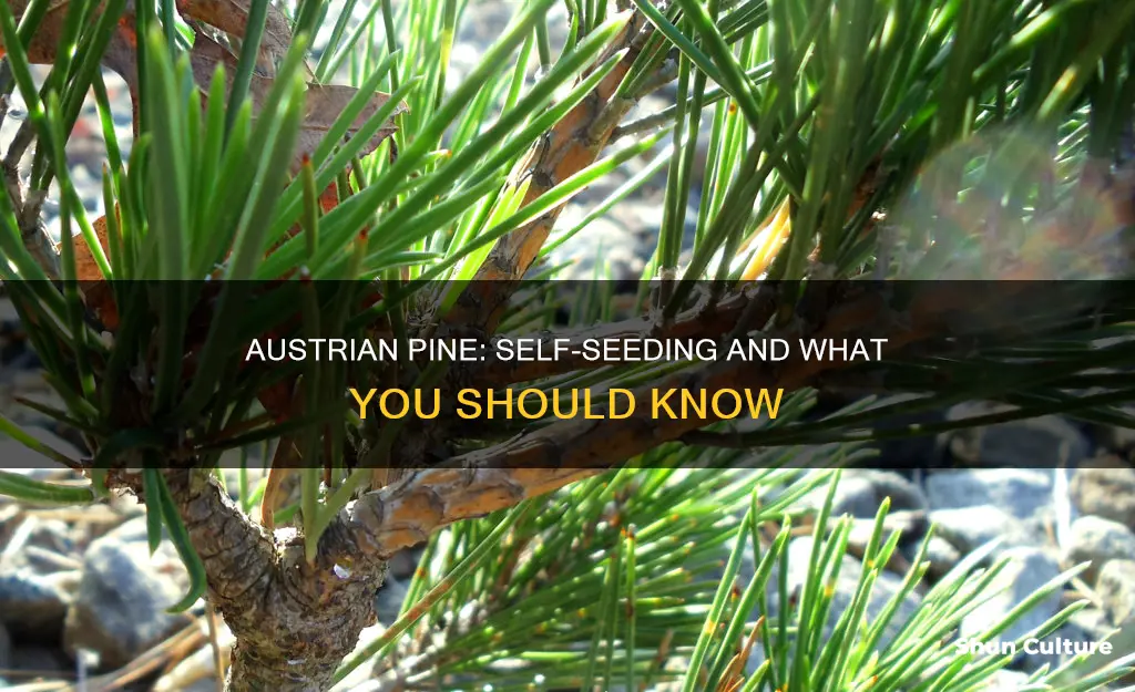 do austrian pine seed themselves easily