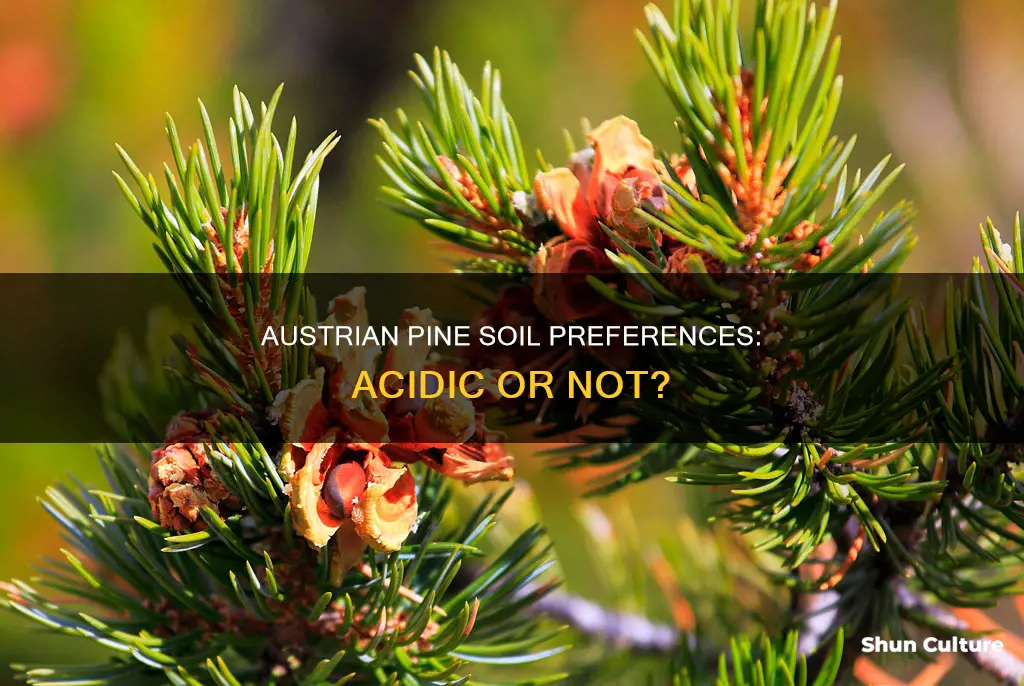 do austrian pines prefer acidic soil