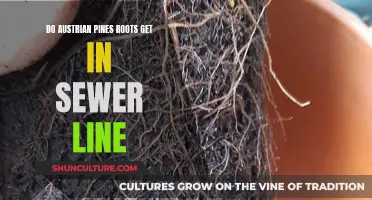 Austrian Pines: Sewer Line Roots and Their Removal