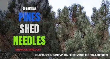 Austrian Pine Needle Shed: What's Normal and What's Not?