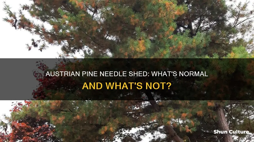 do austrian pines shed needles