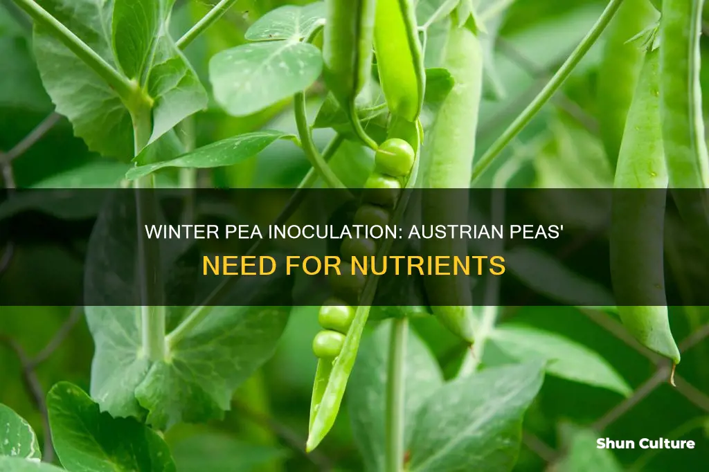 do austrian winter peas need inoculant