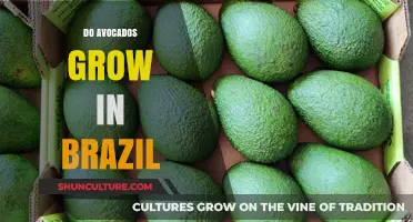 Avocados in Brazil: Exploring Their Growth and Popularity in the Tropics
