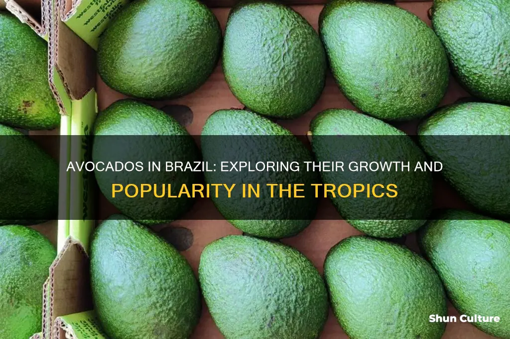 do avocados grow in brazil