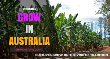 Banana Cultivation in Australia: Where and How?