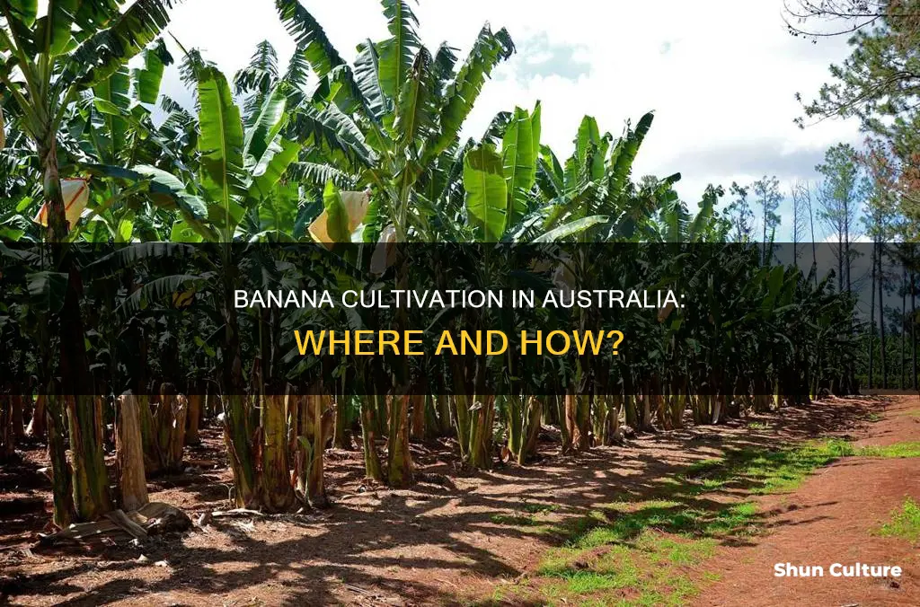 do bananas grow in australia