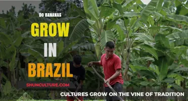 Do Bananas Grow in Brazil? Exploring Tropical Fruit Cultivation