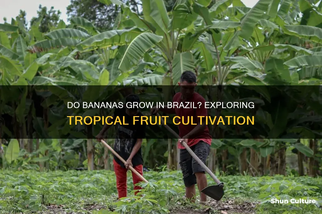 do bananas grow in brazil
