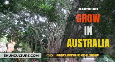 Banyan Trees: Can They Grow in Australia?