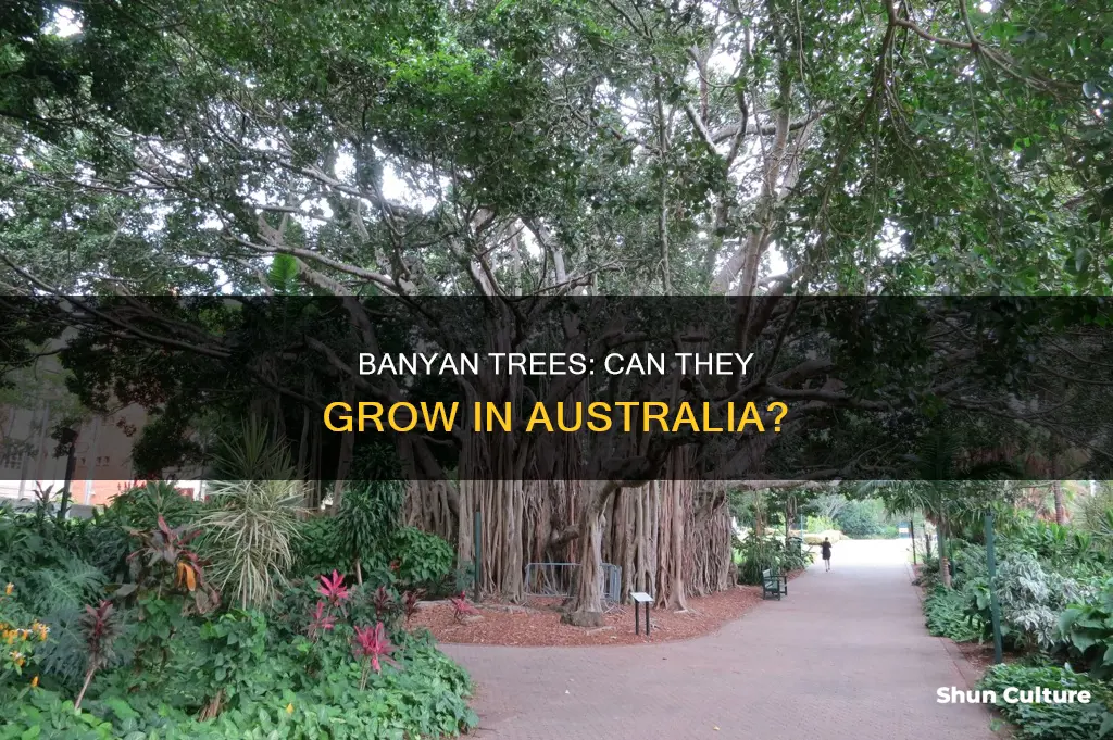 do banyan trees grow in australia