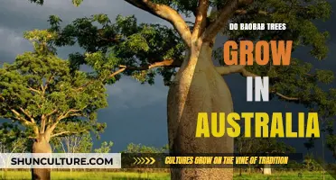 Baobab Trees in Australia: Can They Grow?