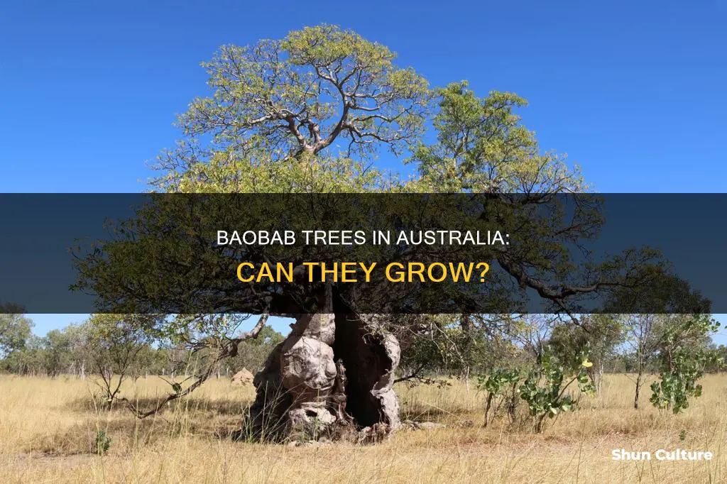 do baobab trees grow in australia