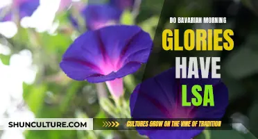 Morning Glory LSA: Bavarian Varieties and Their Effects