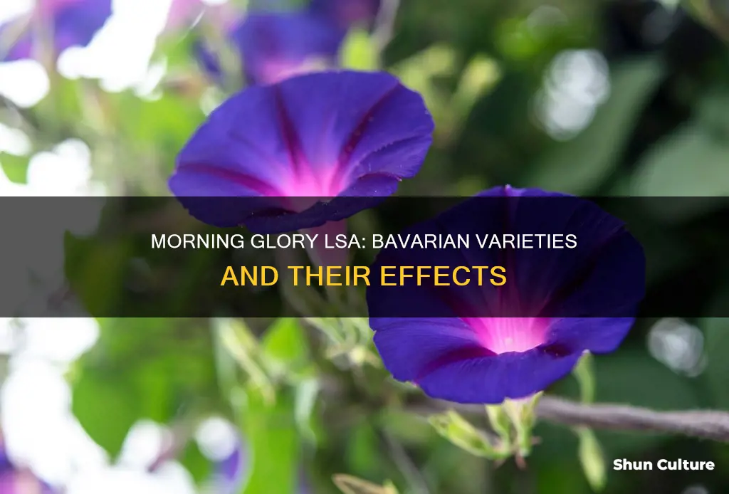 do bavarian morning glories have lsa