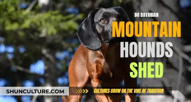 Understanding the Shedding Habits of Bavarian Mountain Hounds