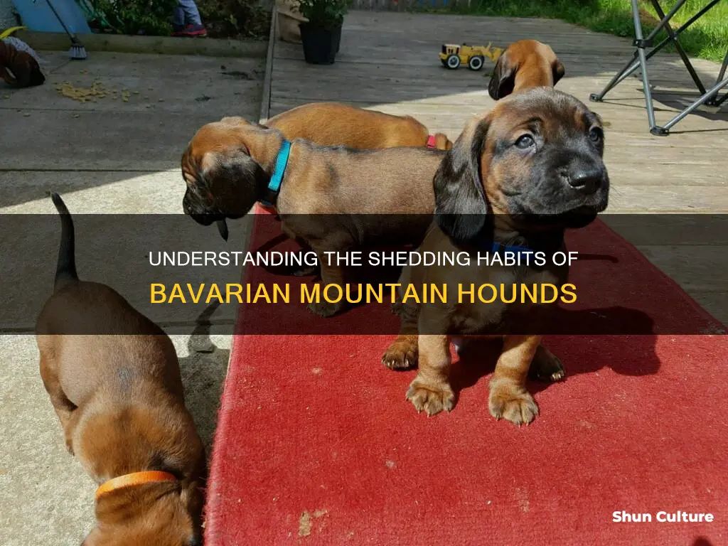 do bavarian mountain hounds shed