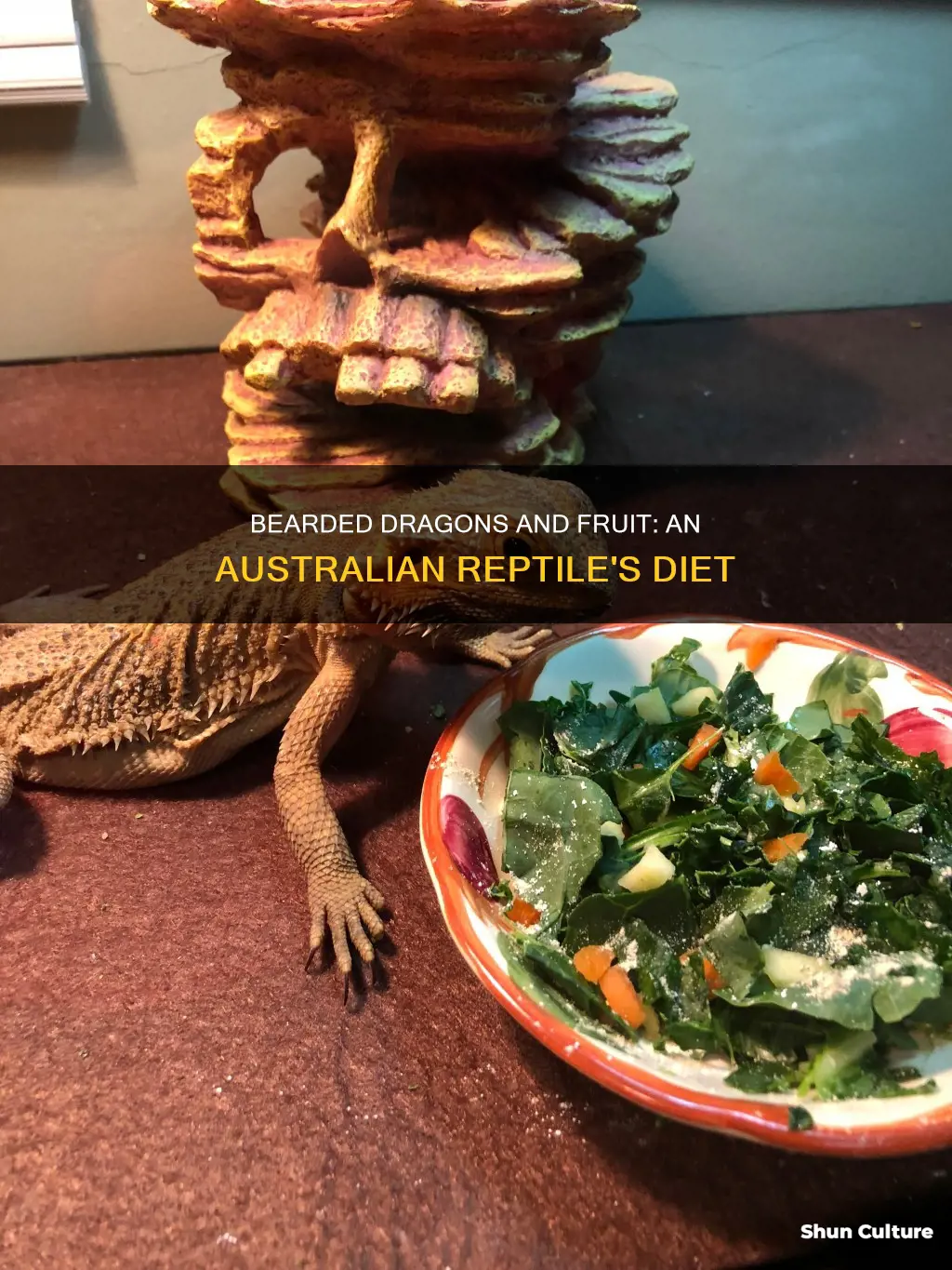 do bearded dragons eat fruits in australia