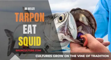 Belize Tarpon and Squid: A Tasty Treat?