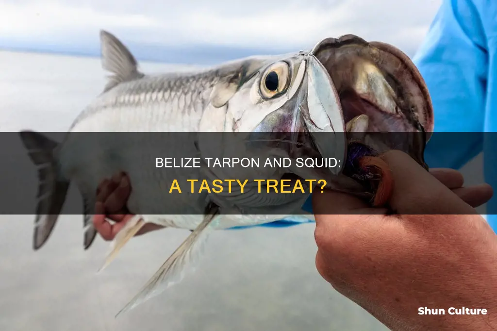 do belize tarpon eat squid