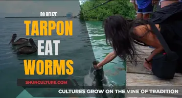 Belize Tarpon Diet: Do They Eat Worms?