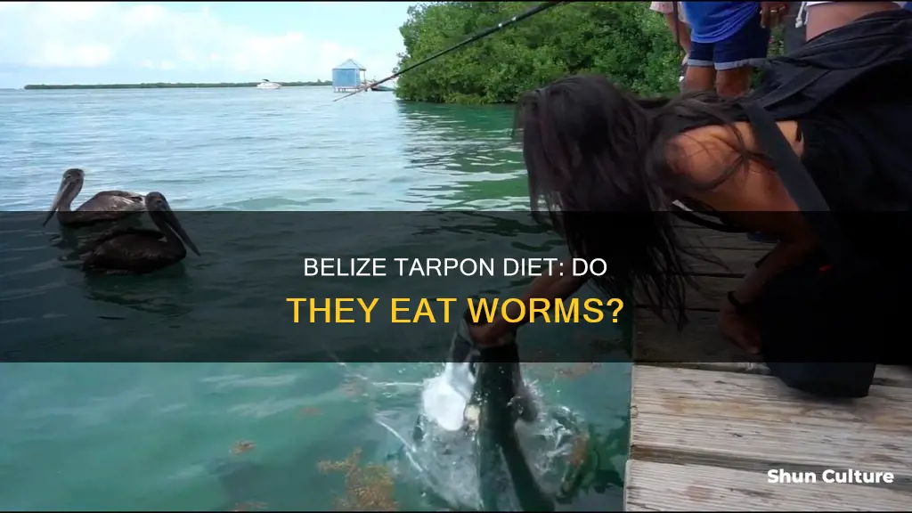 do belize tarpon eat worms