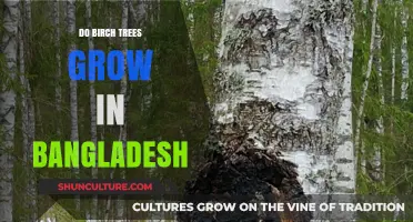 Exploring Bangladesh's Forests: Do Birch Trees Thrive in the Region?