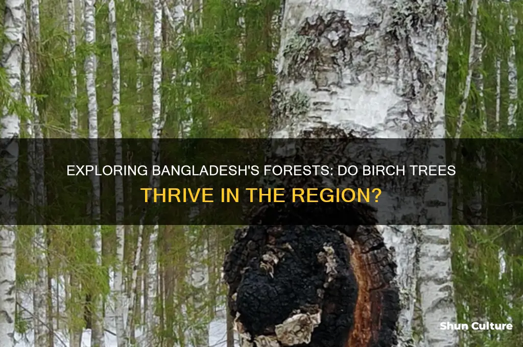 do birch trees grow in bangladesh