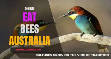 Birds' Appetite for Bees: An Australian Perspective