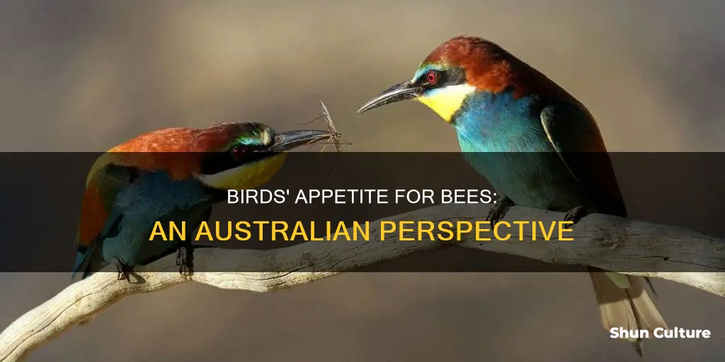 do birds eat bees australia