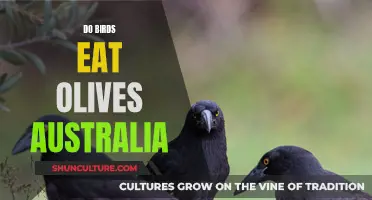 Birds' Appetite for Olives in Australia: What's the Verdict?