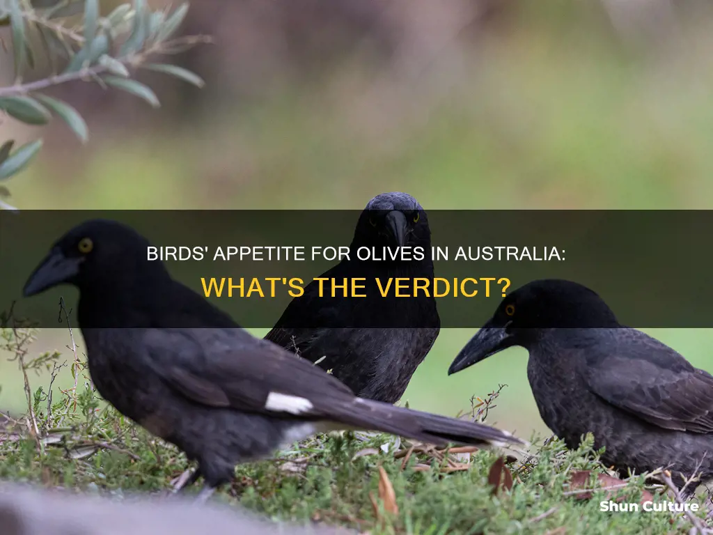 do birds eat olives australia