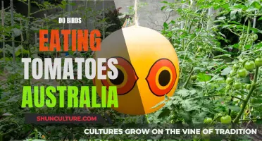 Tomato-Eating Birds: An Australian Garden Conundrum