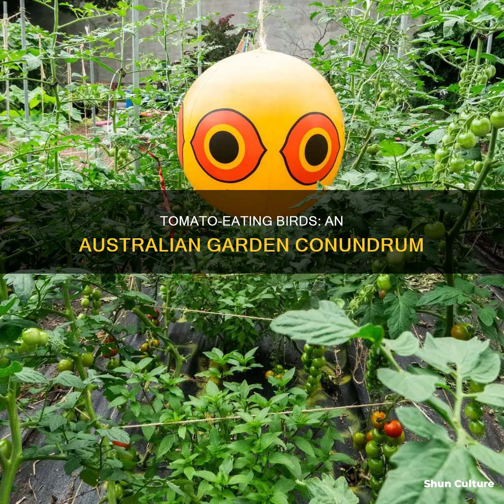 do birds eating tomatoes australia