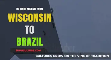 Wisconsin to Brazil: Unraveling the Migratory Journey of Birds