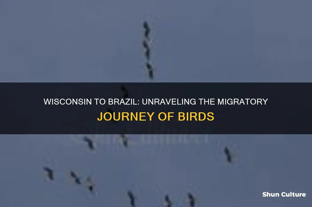 do birds migrate from wisconsin to brazil