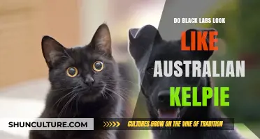 Black Labs vs Australian Kelpies: What's the Difference?