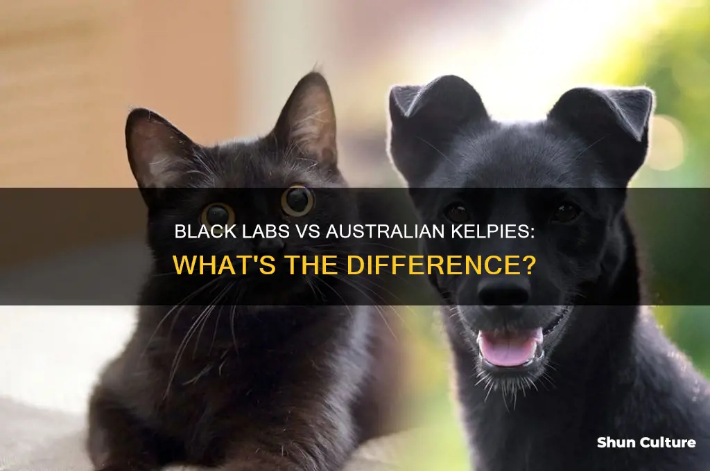 do black labs look like australian kelpie