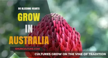 Bleeding Hearts in Australia: Can They Grow?