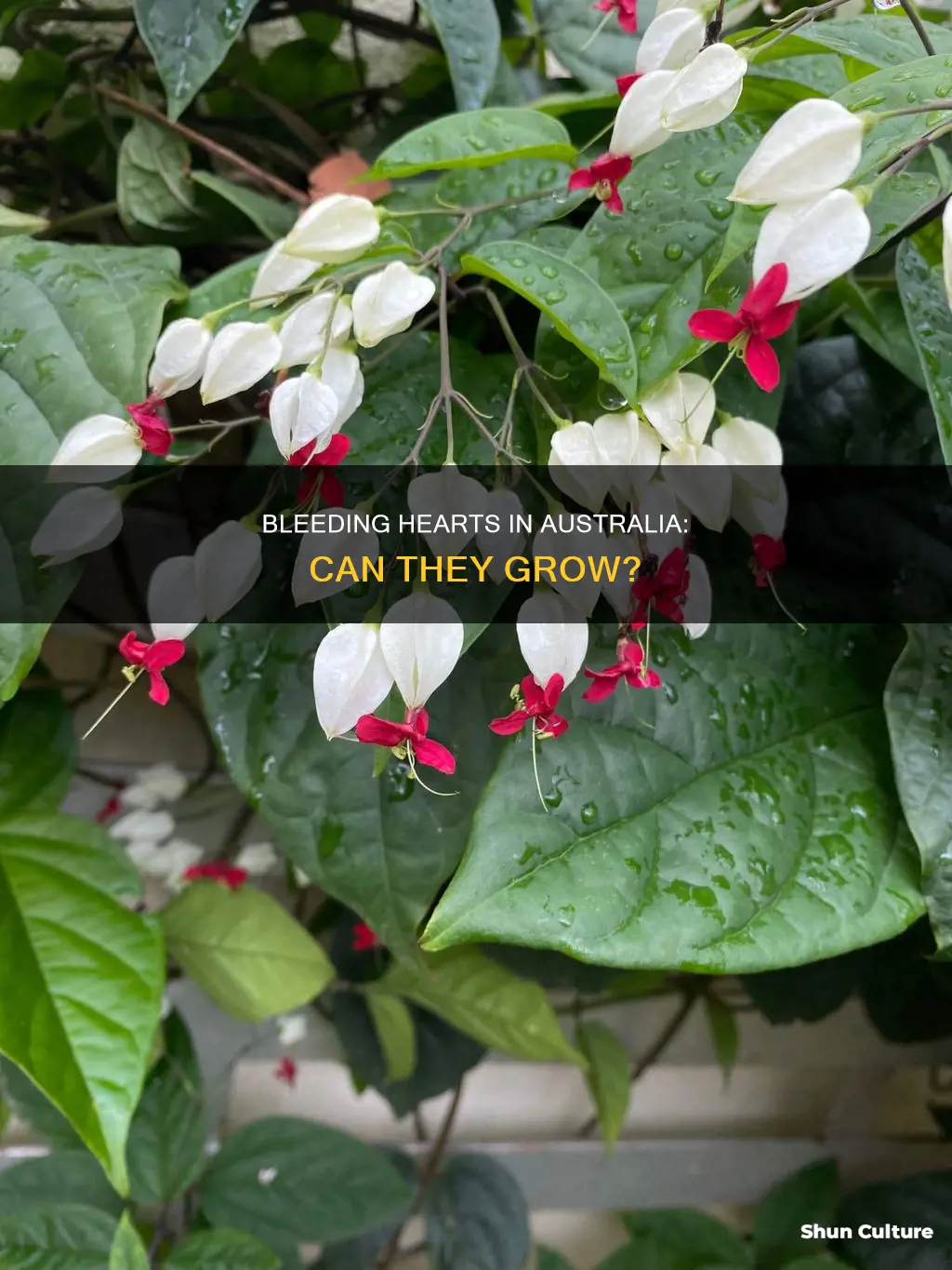do bleeding hearts grow in australia