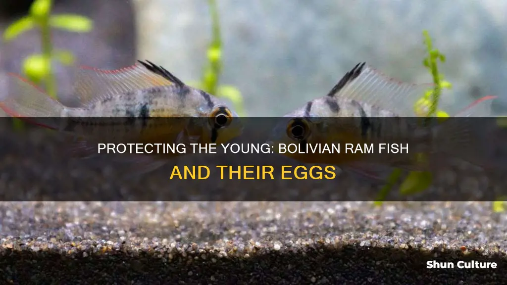 do bolivian ram fish gaurd their eggs