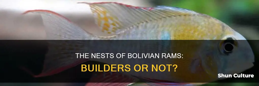 do bolivian rams build nests