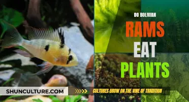 Bolivian Rams and Plants: Friends or Foes?