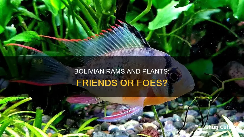 do bolivian rams eat plants