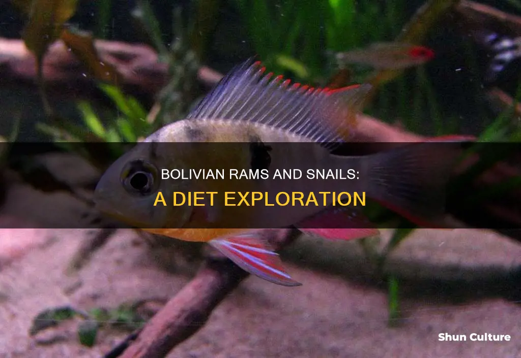 do bolivian rams eat snails